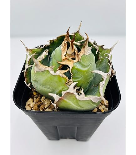 Amazon｜アガベ チタノタ 黒犀牛/Agave titanota 'Black Rhino/観葉